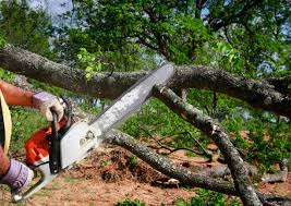 Professional  Tree Services in Spanish Fork, UT