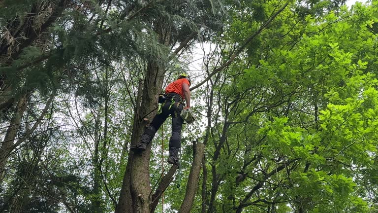 Best Palm Tree Trimming  in Spanish Fork, UT