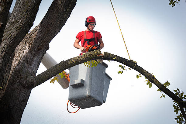 Why Choose Our Tree Removal Services in Spanish Fork, UT?