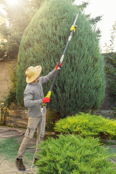 Best Tree Mulching Services  in Spanish Fork, UT